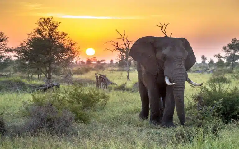 Safari et vie sauvage